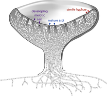 Cross-section of a cup-shaped structure showing locations of developing meiotic asci (upper edge of cup, left side, arrows pointing to two gray-colored cells containing four and two small circles), sterile hyphae (upper edge of cup, right side, arrows pointing to white-colored cells with a single small circle in them), and mature asci (upper edge of cup, pointing to two gray-colored cells with eight small circles in them)