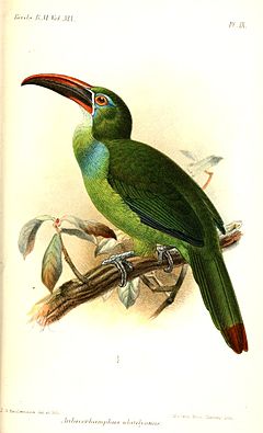 Description de l'image AulacorhamphusWhitelyanusKeulemans.jpg.