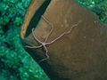 A brittle star on a sponge