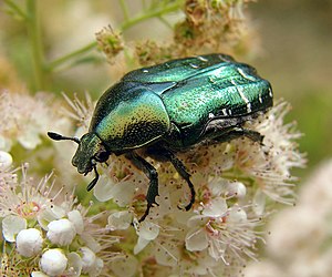 Ora cetonio (Cetonia aurata)