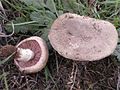 Agaricus cupreobrunneus