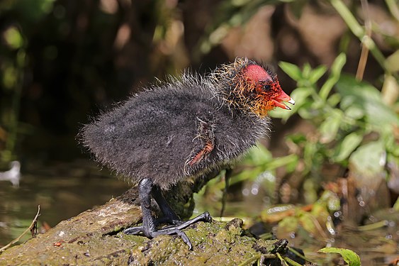 Eurasian coot (Fulica atra) juvenile in France (created and nominated by Charlesjsharp)