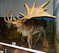 Ricostruzione museale di un Megaloceros giganteus