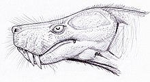 Tête de Lycosuchus vanderrieti, par le paléoartiste Dimitri Bogdanov.