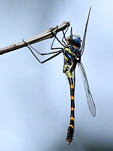 male