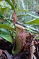 N. ampullaria × N. mirabilis