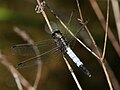 Fehér pásztor (Orthetrum albistylum) hím