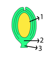 orthotrope zaadknop 1 nucellus, 2 vaatmerk, 3 navelstreng