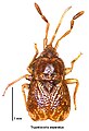 Targaremini : Trypetocoris separatus (Nouvelle-Zélande).