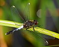 Tócsaszitakötő (Leucorrhinia caudalis) hím