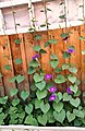 Ipomoea purpurea, Eastern Siberia