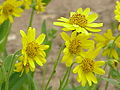 Arnica longifolia