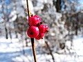 Symphoricarpos orbiculatus fruits in winter