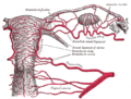 Thumbnail for Vaginal artery