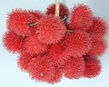 rambutan digendheli