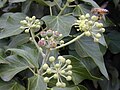 Hedera helix (payung terangkai dalam malai)