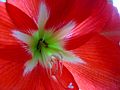 Amaryllis in Blüte