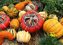 Several types and colors of Cucurbita