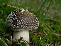 Amanita spissa, différentiable d'Amanita pantherina par son anneau strié.