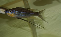 Benthochromini (E): Benthochromis horii blei vitskapleg skildra i 2008, men er ofte blitt misidentifser som B. tricoti[48]