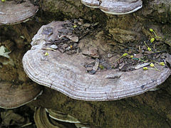 Ganoderma applanatum