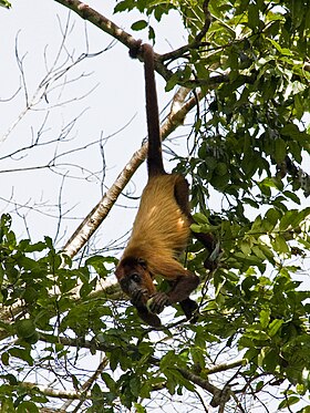 Alouatta macconnelli na Guiana Francesa