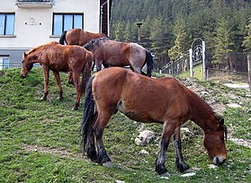 Image illustrative de l’article Stara Planina (cheval)