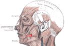 Vorschaubild für Musculus risorius