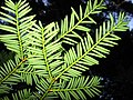 Pacific yew foliage underside