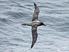 Mrki albatros (Phoebetria fusca)