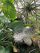 A pond within the swamp-themed butterfly house