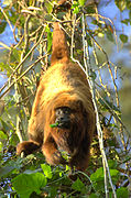 Alouatta