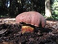 Hřib vlčí Boletus lupinus