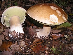 Tikrinis baravykas (Boletus edulis)