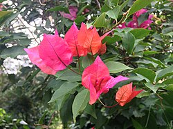 Bougainvillea glabra