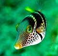 Image 10 Valentinni's sharpnose puffer Photo by Jenny Huang Valentinni's sharpnose puffer, Canthigaster valentini, is a pufferfish of the genus Canthigaster, and can be found in reefs throughout the Pacific Ocean and Indian Ocean. It reaches a maximum length of 11 cm. It is also referred to as a black saddled toby. More selected pictures