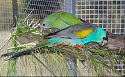 The females are green. The males are bright-blue with a black forehead, yellow shoulders, grey wings, and a red belly