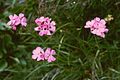 Dianthus carthusianorum ssp. alpestris