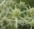 Feld-Mannstreu (Eryngium campestre)