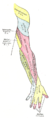 Diagram of segmental distribution of the cutaneous nerves of the right upper extremity. Posterior view.