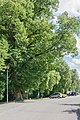 Lindenallee am oberen Burgparkplatz