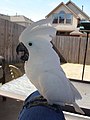 kakadu biely Cacatua alba