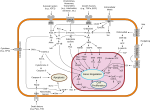 Thumbnail for Cytokine receptor