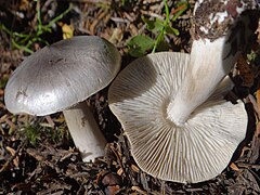 Photographie d'un champignon debout au chapeau gris brillant et fibrillé radialement et d'un autre retourné aux lames et pied blanc sans traces de jaune