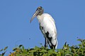 Mato Grosso, Brésil