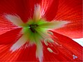 Amaryllis in Blüte