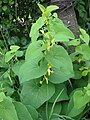 Contoh jambak bunga frondos pada Aristolochia clematitis.