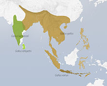 Distribusyon ng apat na espesyeng labuyo (Gallus), kasama ang labuyo (Gallus Gallus) kinulayan sa kulay-kayumanggi.