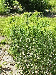 H. salicifolius