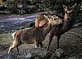 Sika deer